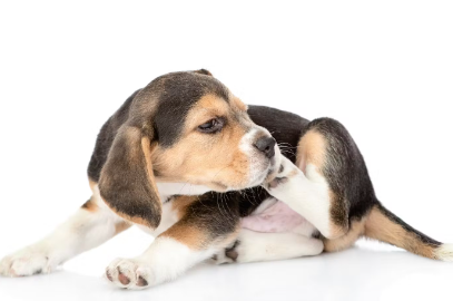 마라세티아 피부염