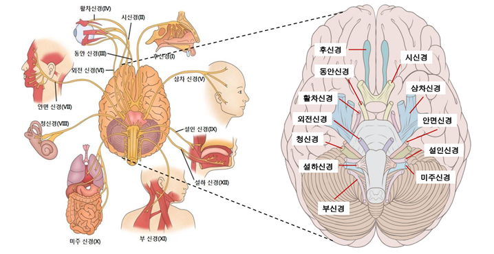 말초신경계 사진