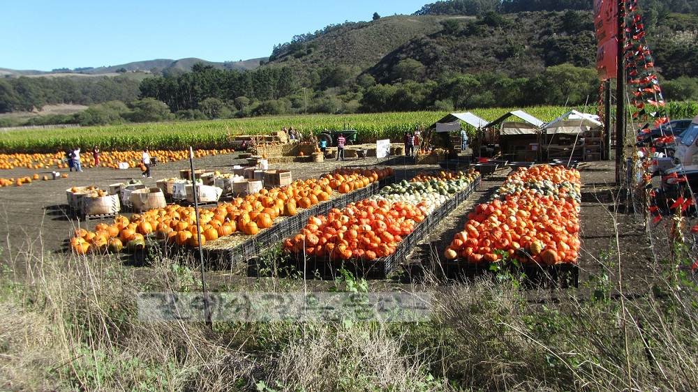 Pumpkin Farm