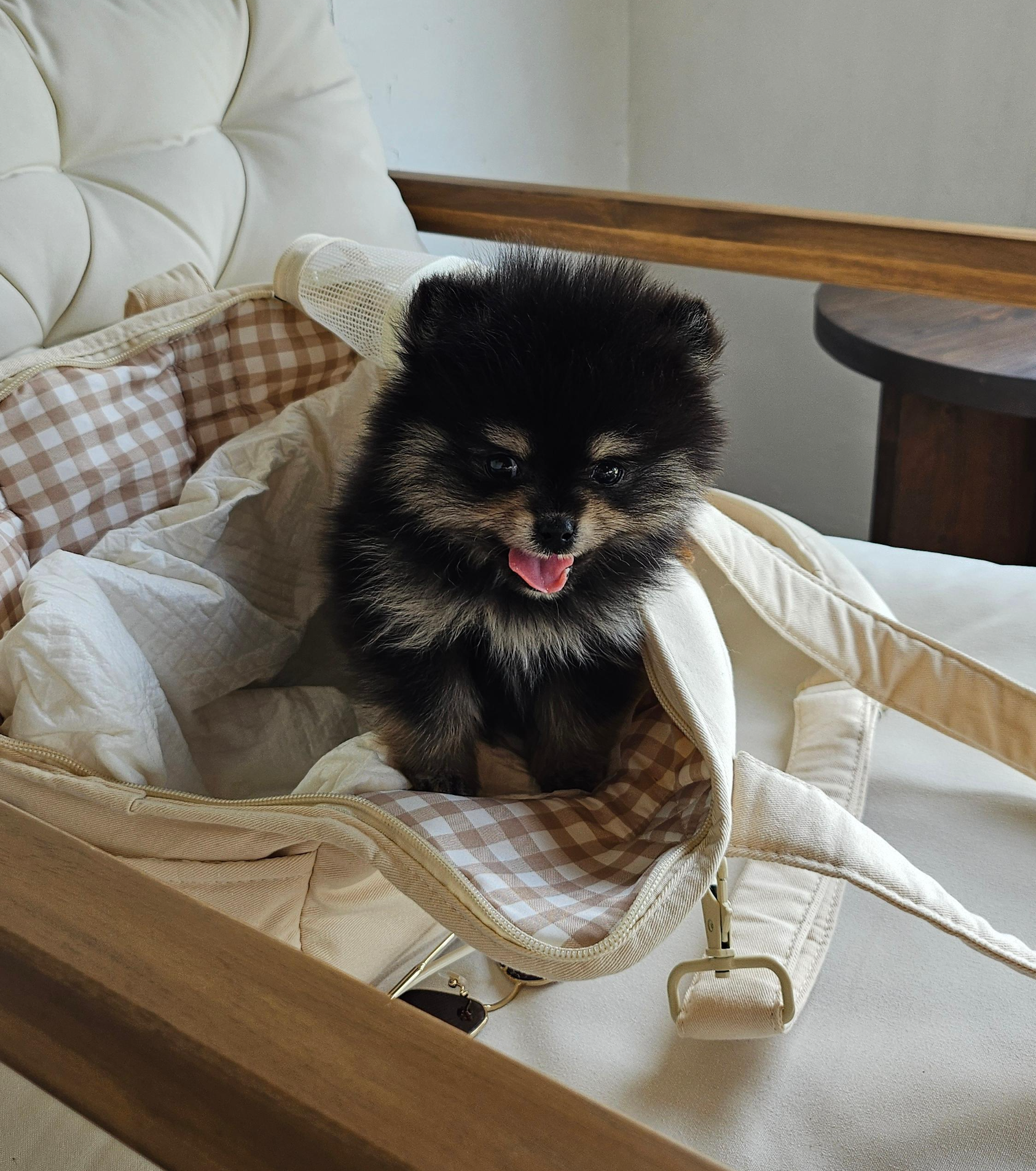 애견카페에 놀러온 달콩