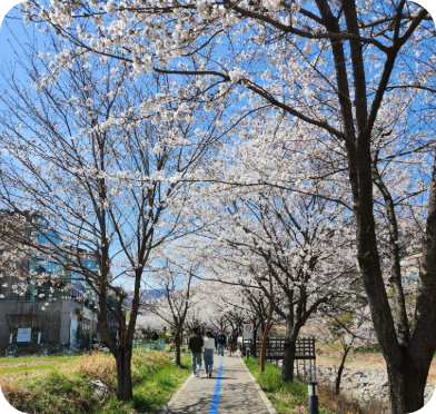대청천 둘레길에도 핀 벚꽃