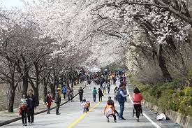 2024 충주호 벚꽃축제 기본정보 및 프로그램 소개