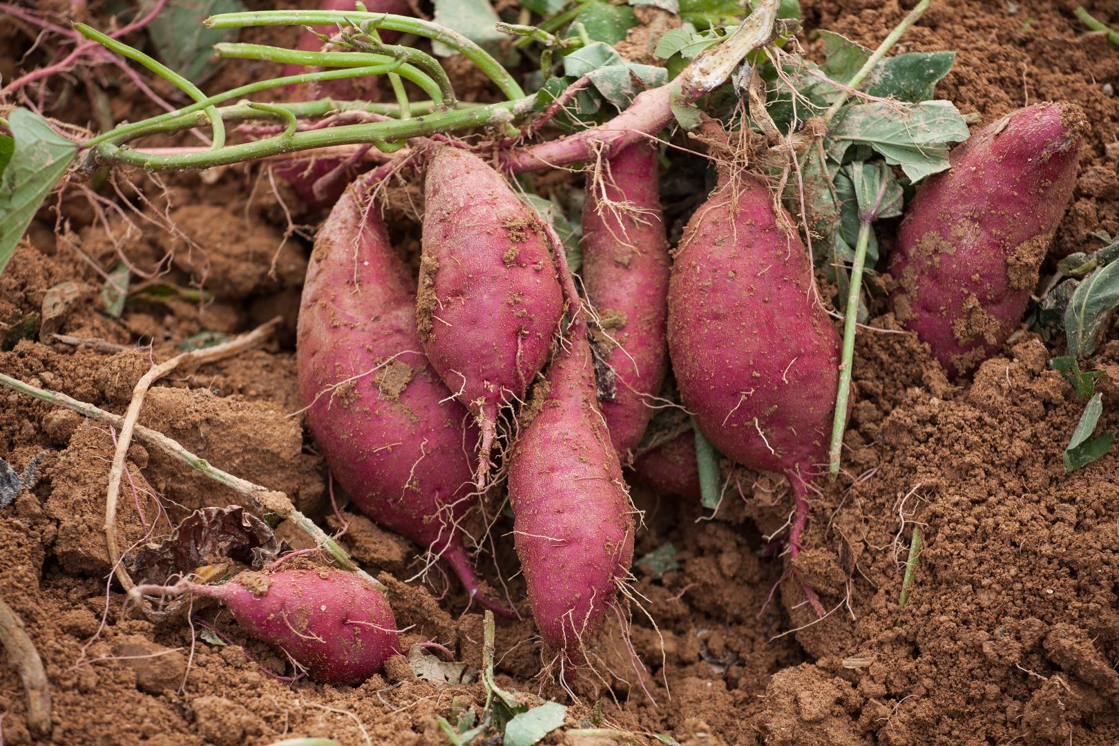 근육량 늘리는 방법