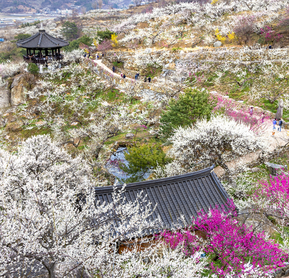 2025 광양매화축제 총정리16