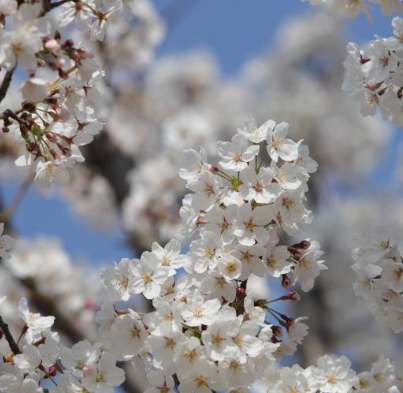 2025 꽃 개화시기 벚꽃12