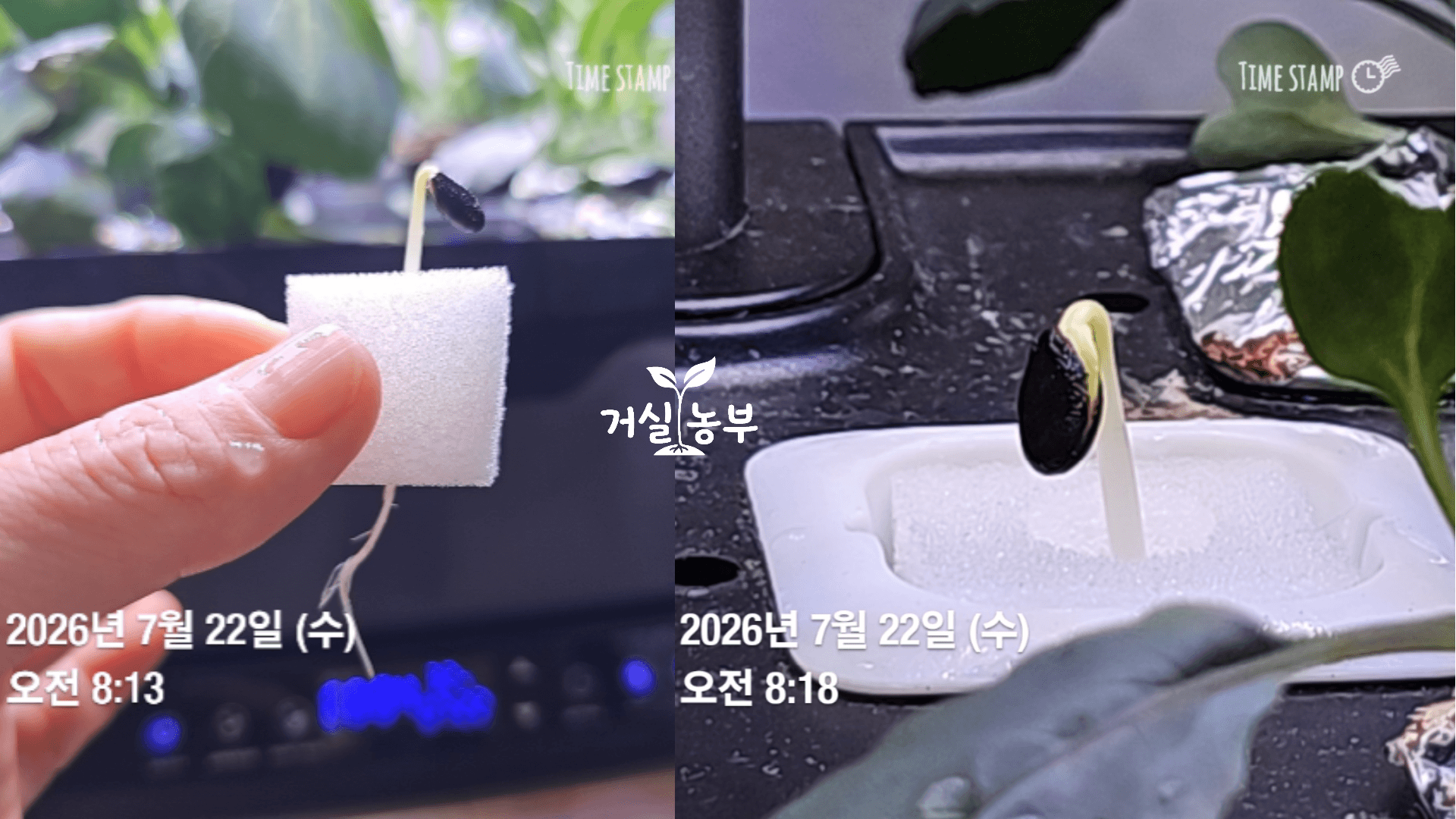 발아 직후 스펀지에 고정해 수경재배기로 옮긴 수박