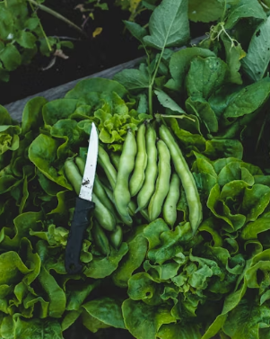 봄 캠핑의 맛: 알배기 주꾸미 숙회 손질법부터 결로 없는 실내 취사 버너 선택 팁