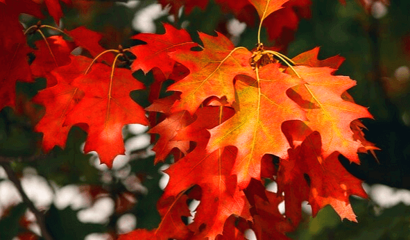 빨갛게 물든 단풍잎들이 가득한 모습으로 무르익은 가을의 향기를 발산하고 있다.
