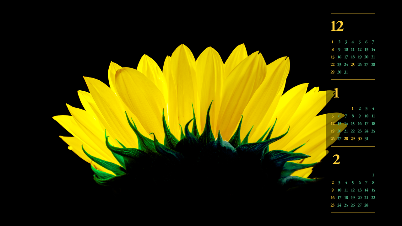 06 해바라기 검정배경 B - 2025년1월 노트북배경화면
