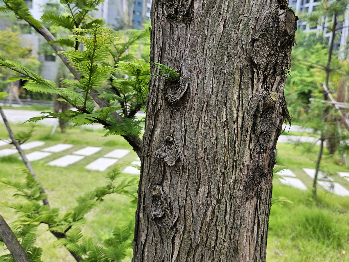 메타세쿼이아 수피