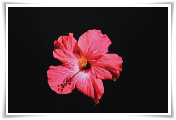 "산하엽" 비에 젖으면 투명해지는 숲 속의 보석 신기한 마법의 꽃!