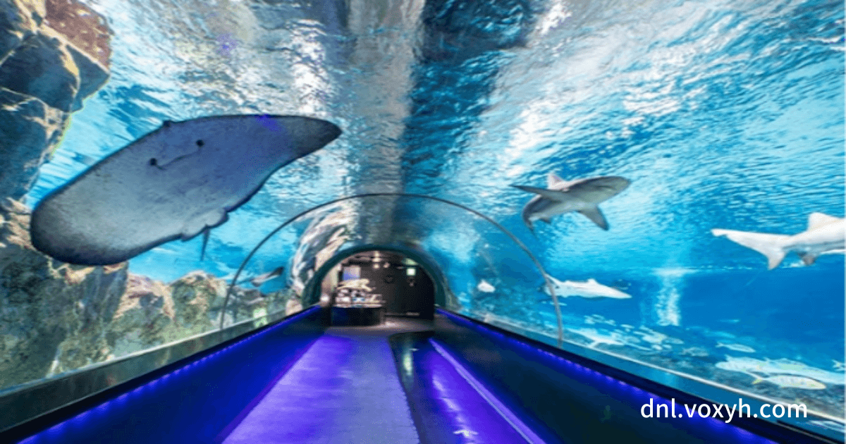 코엑스 아쿠아리움 내부