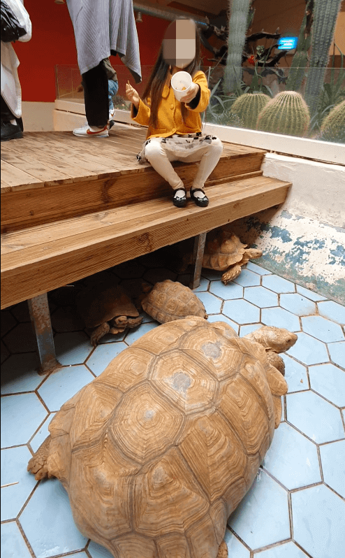 설가타육지거북-사이즈