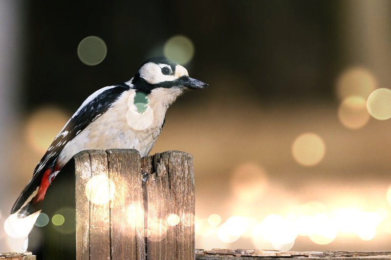 한마리의 귀여운 딱따구리 새