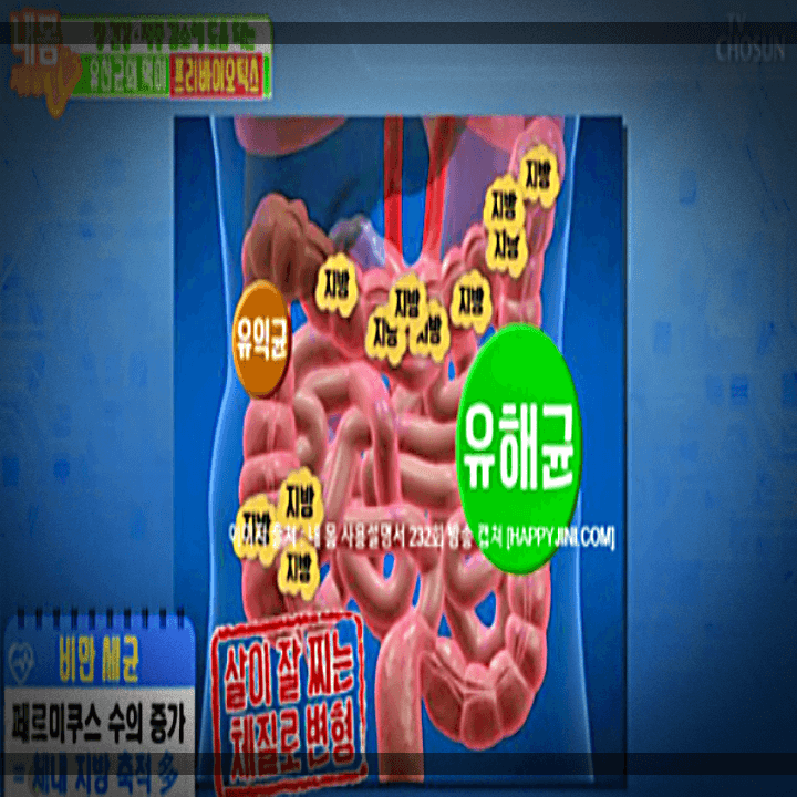 프리바이오틱스-비만-세균-체내-지방-제거