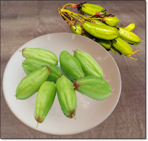 빌림비 열매 효능