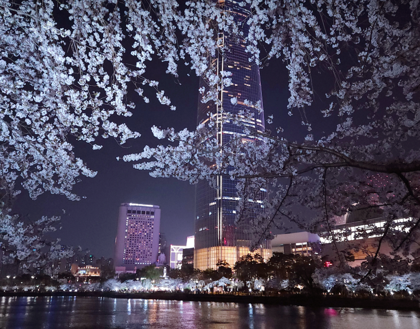 석촌호수 벚꽃1