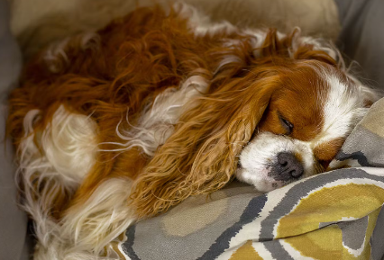 자고 있는 강아지.