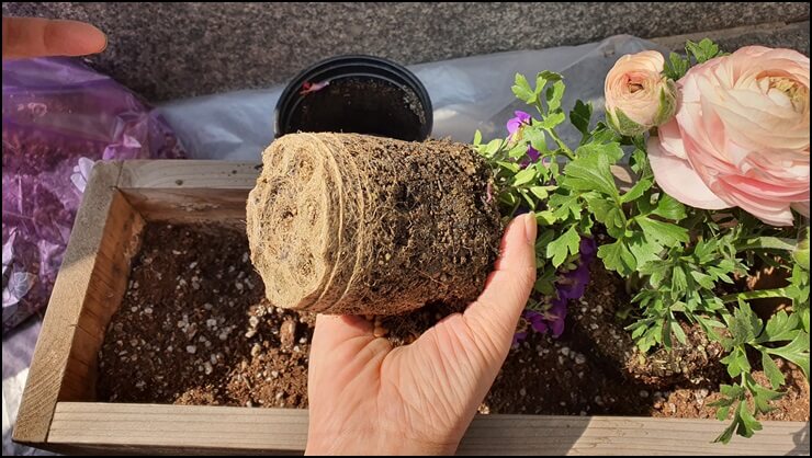 라넌큘러스의-고무화분을-벗겨낸-모습