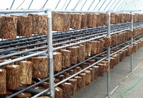 청정골상황버섯