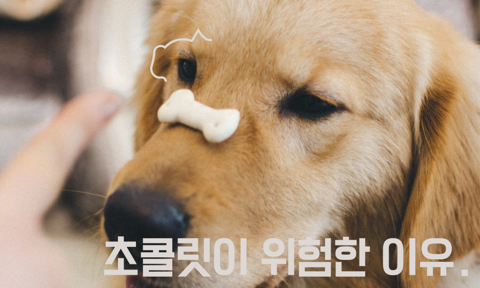 강아지 초콜릿