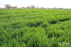 제2회 칠서 생태공원 청보리&middot;작약축제 기본일정과 프로그램 정의 신유 출연