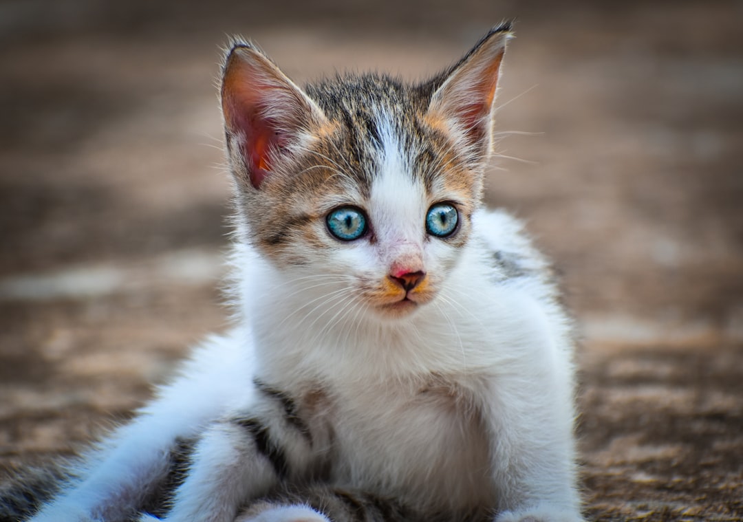Puss
