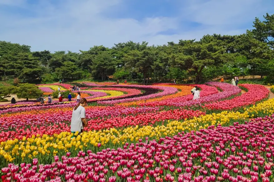 2025년 태안 튤립축제 일정&amp;#44; 개화시기&amp;#44; 주차장&amp;#44; 입장료
