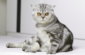 앉아서 이쪽을 보고 있는 스코티시폴드