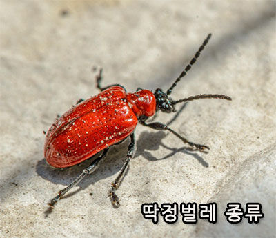 딱정벌레 종류