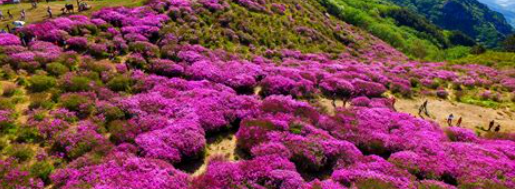 합천황매산 철쭉제2