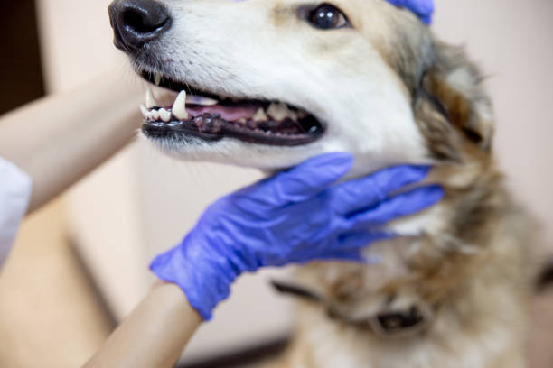 치석 예방을 위한 추천 제품