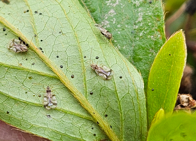 진달래방패벌레1