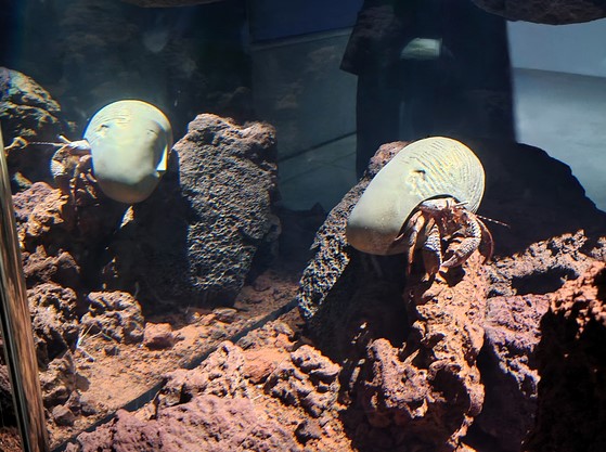 피에르 위그 개인전