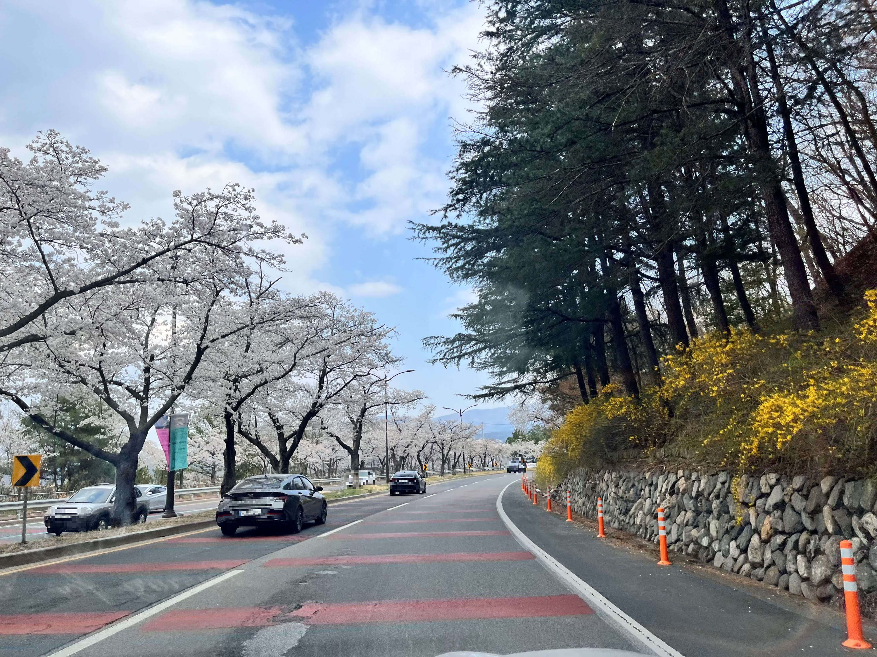 경주 벚꽃길