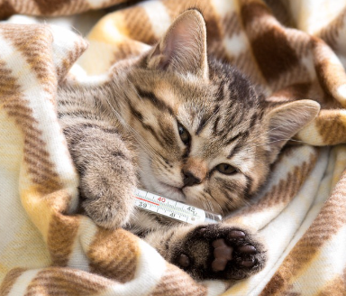 아픈 고양이.