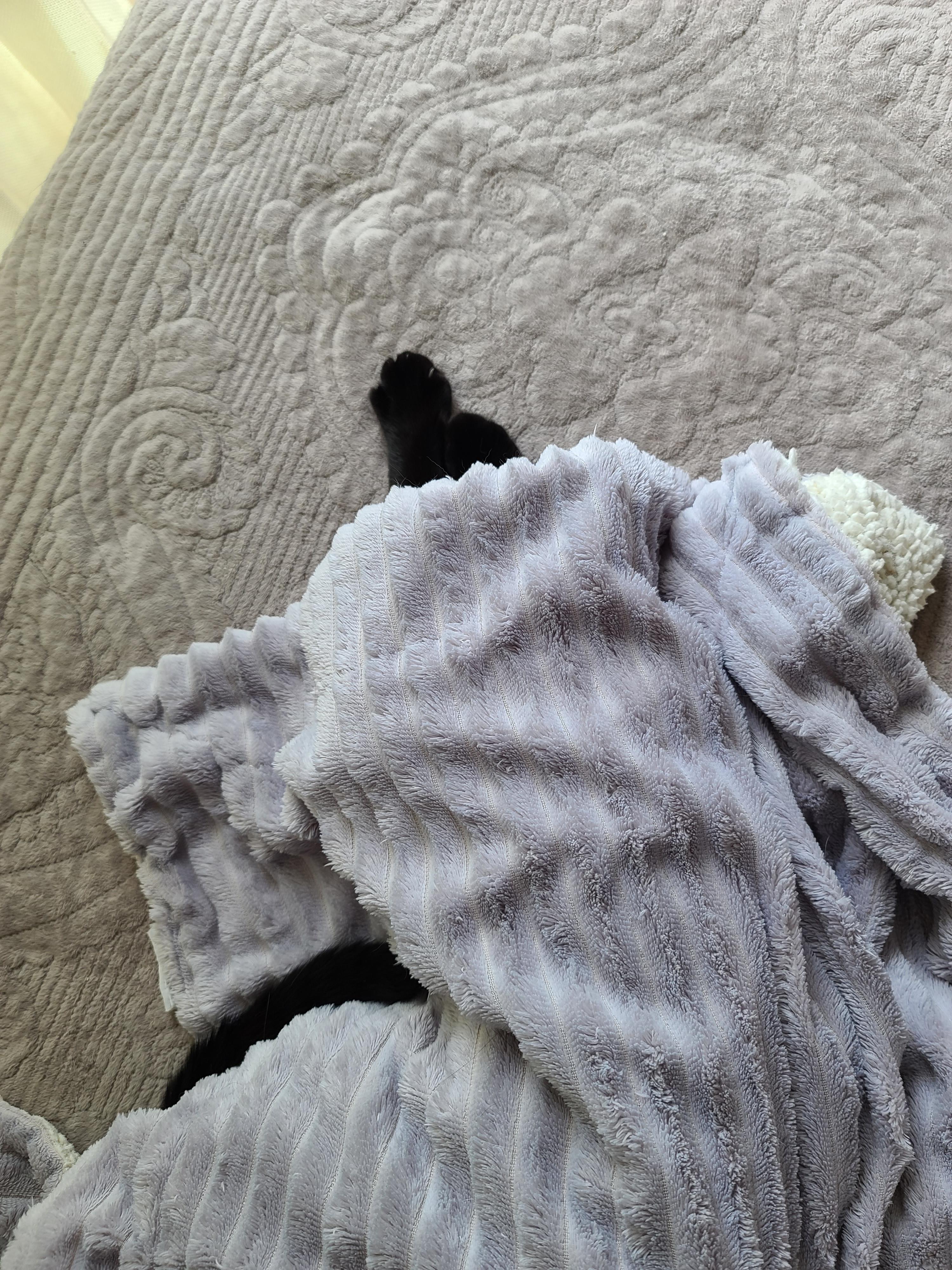 에어컨 바람을 피하고 싶을때 올블랙 건이와 막둥이 삐용이의 선택은...!