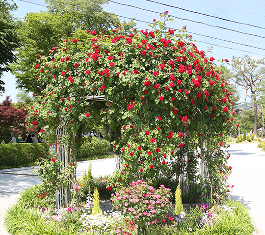 장미축제-기간과-입장료