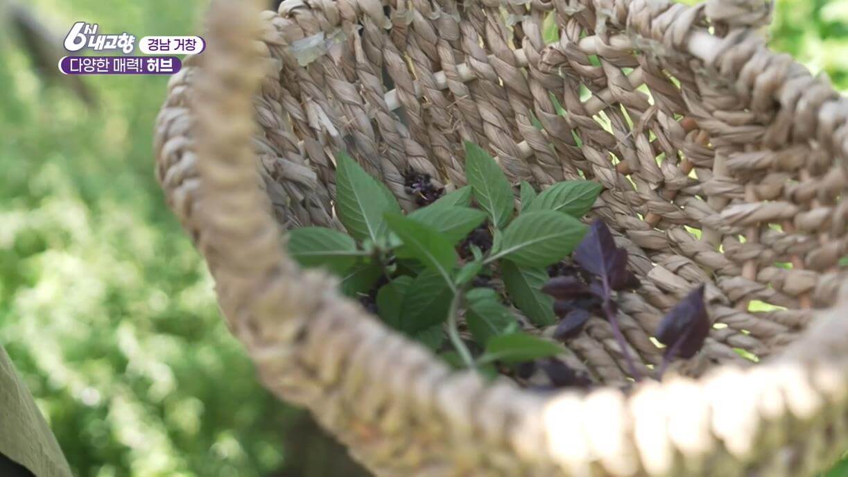 6시내고향 누리집 내고향스페셜 경남 거창 다양한 매력 허브
