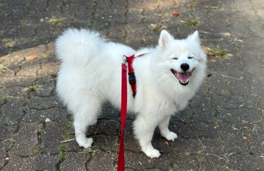 강아지 산책 (시간, 횟수, 적응법)