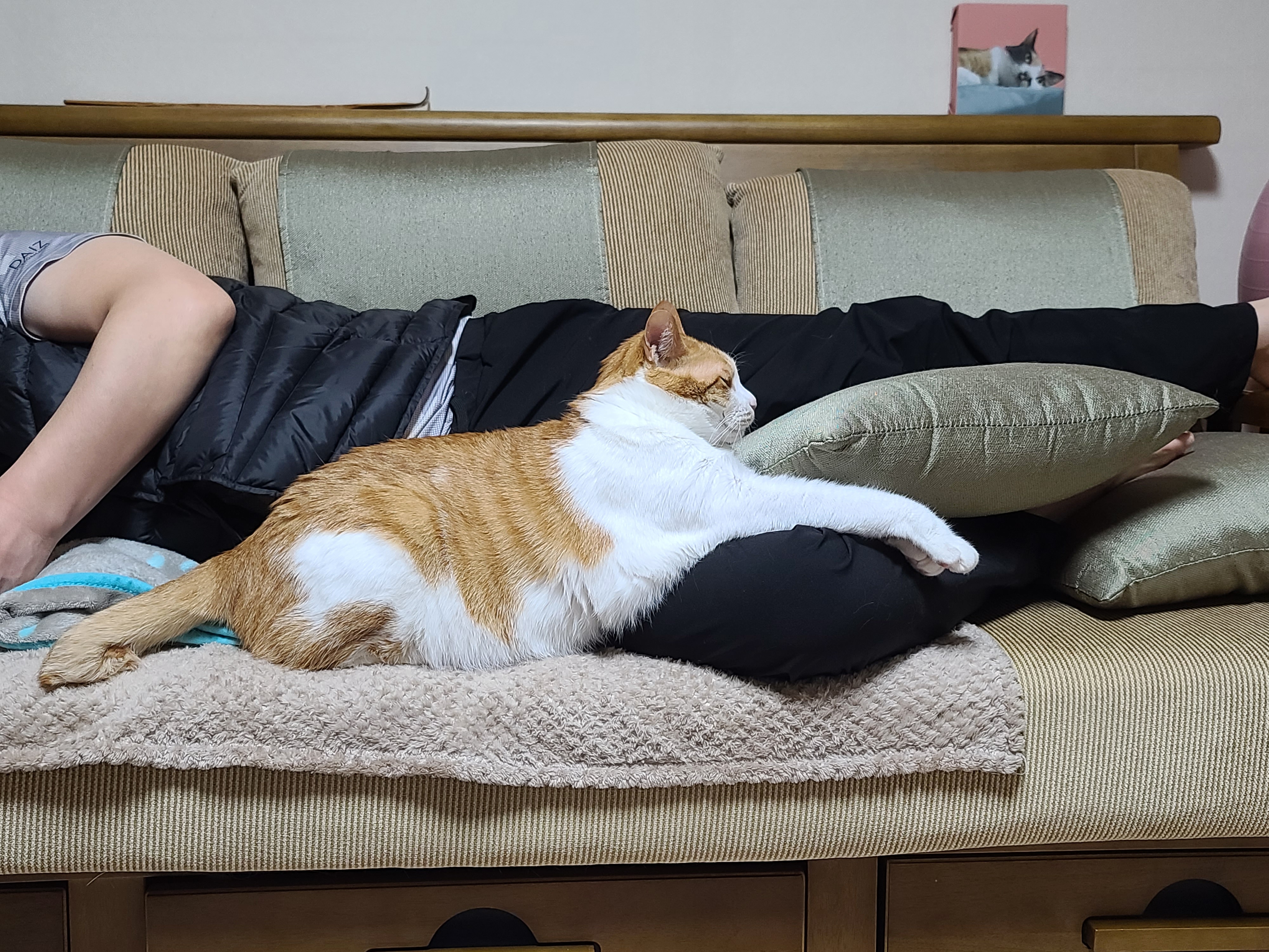 남집사 껌딱지가 된 막둥이 (feat. 종이봉투, 비닐 손잡이의 위험성)