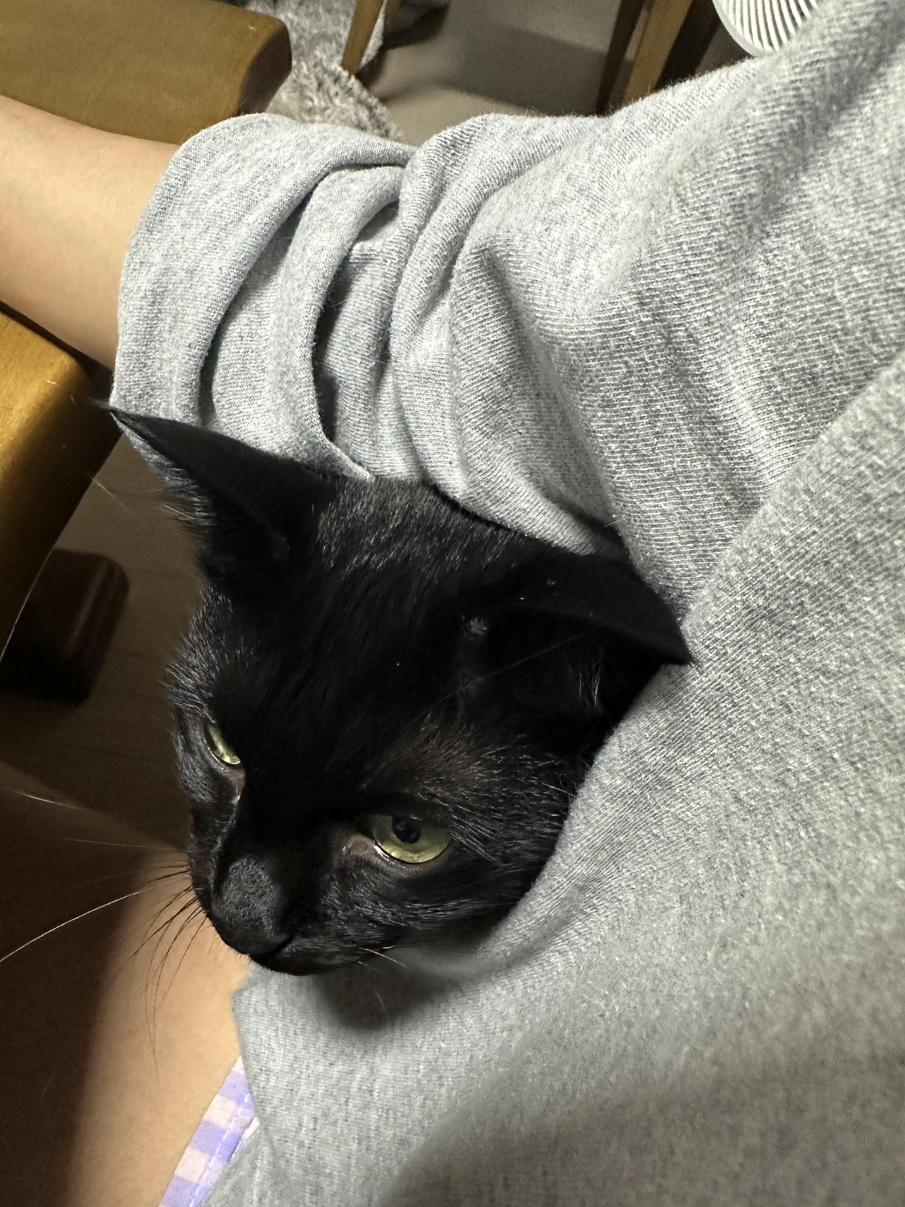 똑똑한 고양이 건이가 엄마한테 관심을 요구하는 방법 (feat. 애교많은 고양이)