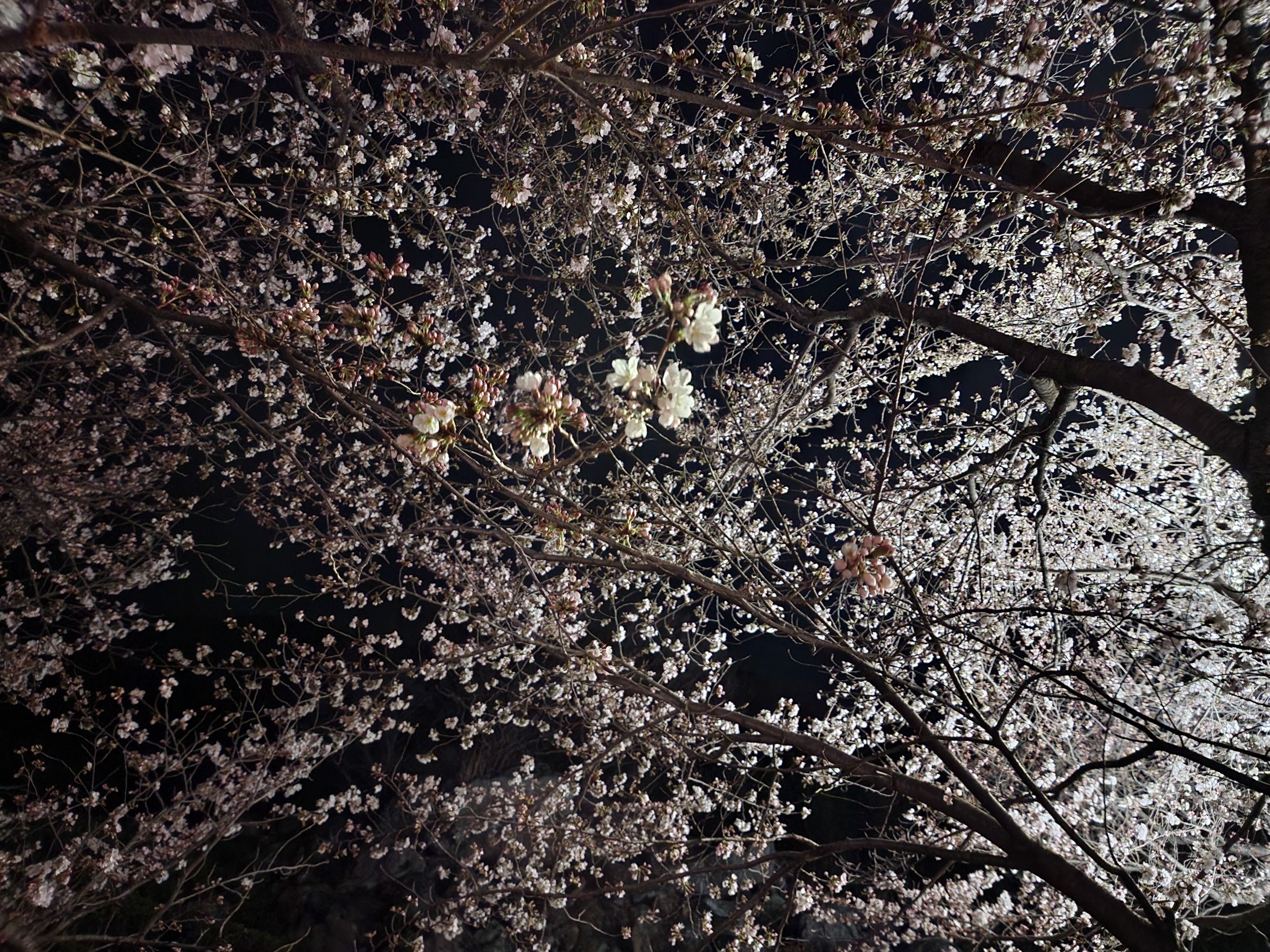 조금씩 피어있는 벗나무