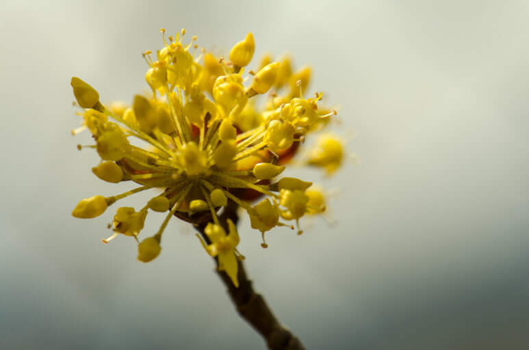 구례 산수유꽃축제