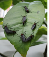 러브버그 퇴치 및 예방법