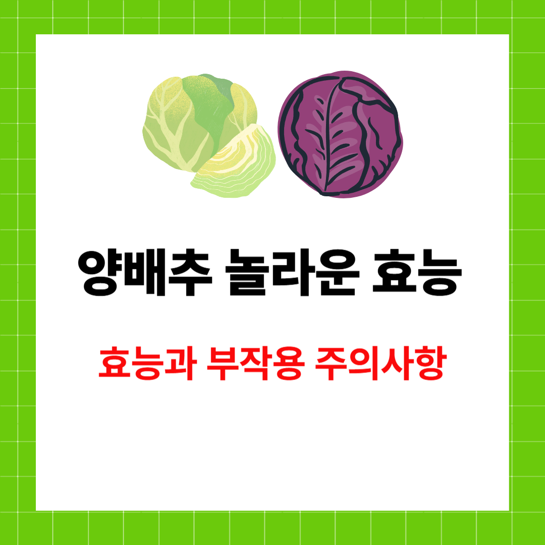 양배추의 놀라운 효능과 부작용
