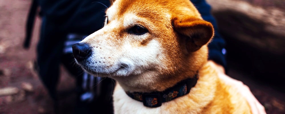 강아지 닭고기 주는 방법 3