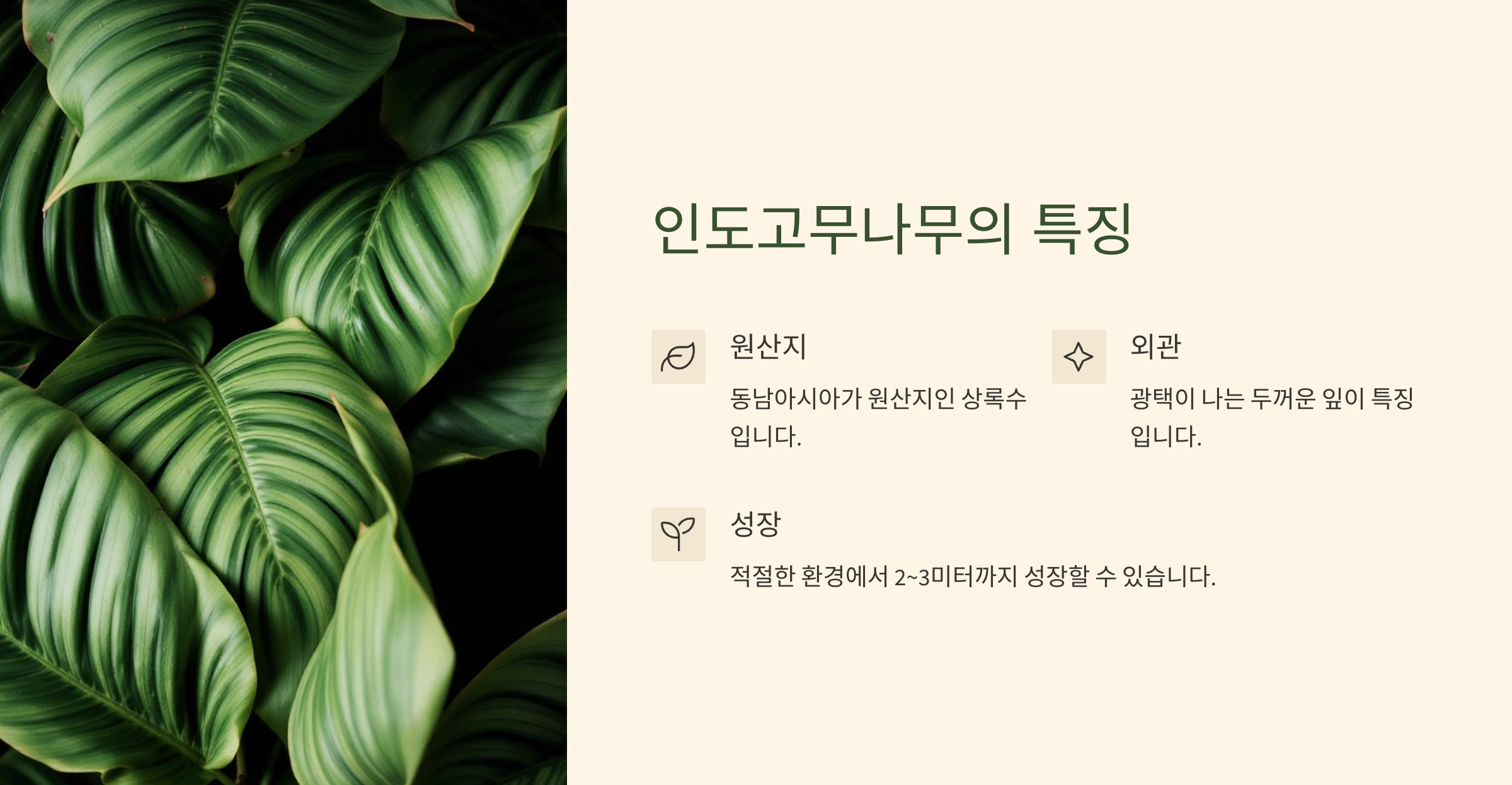 인도고무나무 사진