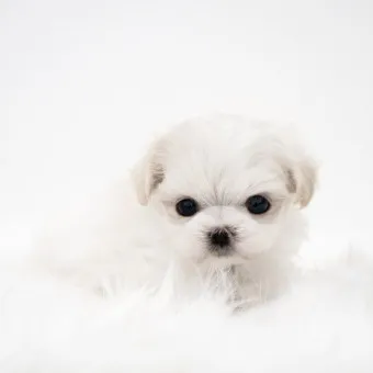 말티즈 성격 분양 가격 수명 장점 단점_8