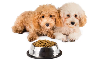 강아지/출처:어도비스톡